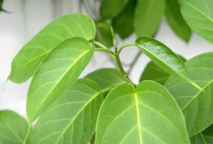 Gymnema Sylvestre: what it is, what it is for (and how to use it)