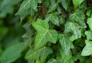 Hedera helix (ivy): what it is for and how to use it