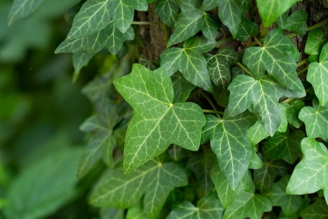 Hedera helix (ivy): what it is for and how to use it