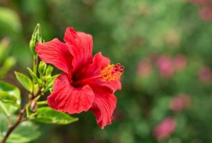 Hibiscus: what it is, what it is for and how to make tea