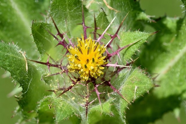 Holy Thistle: what it is for, how to make the tea (and side effects)