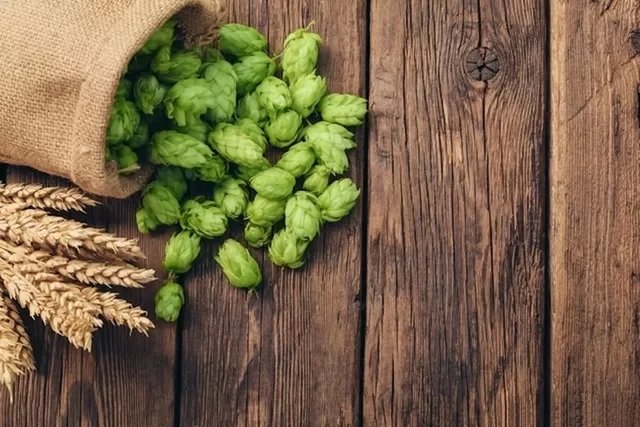 Hops: what it is, what it is for and how to use it