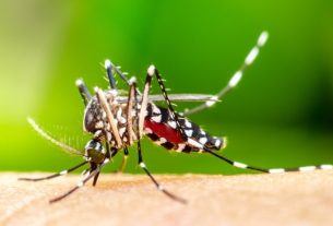 How to identify Aedes aegypti (dengue mosquito)