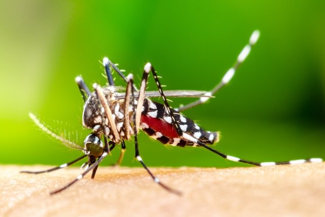 How to identify Aedes aegypti (dengue mosquito)