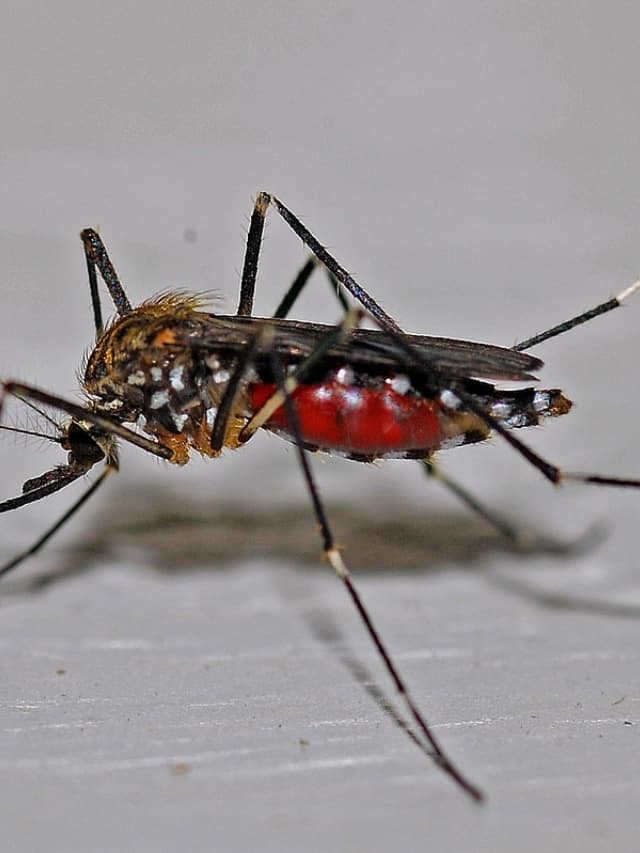 How to recover from dengue quickly?