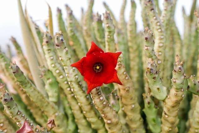 How to take Caralluma fimbriata to reduce appetite