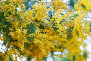 How to use Acacia to heal wounds