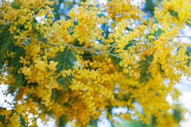 How to use Acacia to heal wounds