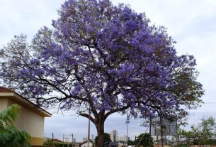 Jacaranda (carobinha): what it is for and how to make tea