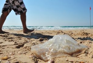 Jellyfish burn: what to do (and when to go to the hospital)