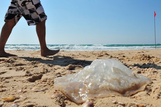 Jellyfish burn: what to do (and when to go to the hospital)