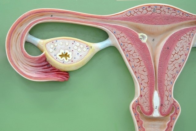 Late ovulation: what it is, symptoms, causes and what to do