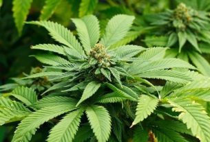 Marijuana: benefits and effects of the medicinal plant