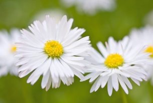 Medicinal Properties of Daisy - Your Health