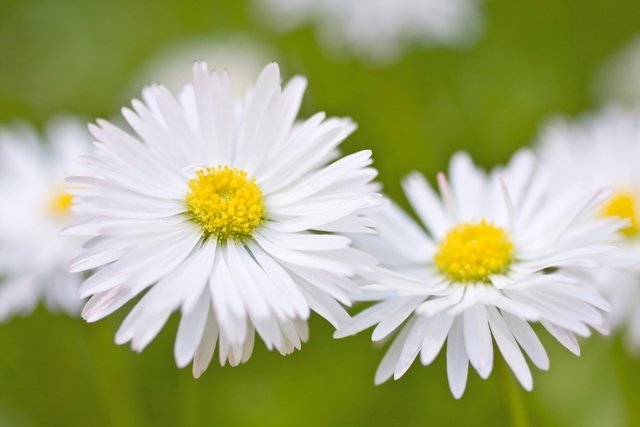 Medicinal Properties of Daisy - Your Health