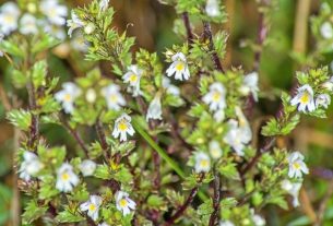 Medicinal properties of Euphrasia - Your Health