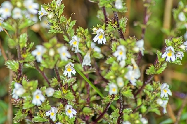 Medicinal properties of Euphrasia - Your Health