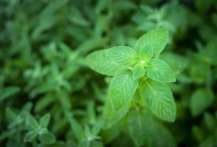 Mint: what it is for, how to use it (and how to make tea)