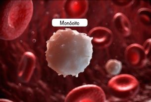 Monocytes: what they are, reference value and why they are high or low