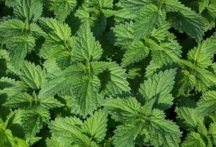 Nettle: what it is for (and how to make tea)