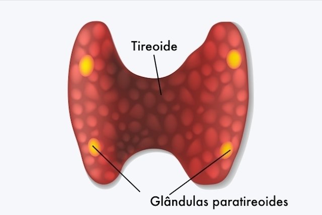 Parathyroid hormone (PTH): what it is, when to take the test and results