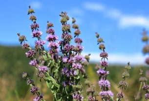 Pennyroyal: what it is for, how to prepare the tea and contraindications