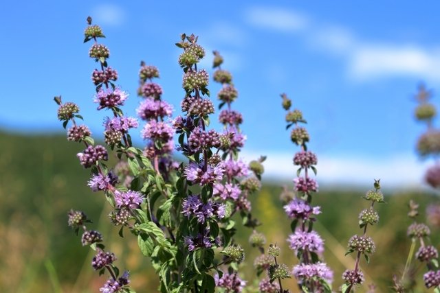 Pennyroyal: what it is for, how to prepare the tea and contraindications