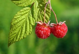 Raspberry tea to speed up labor: does it work?