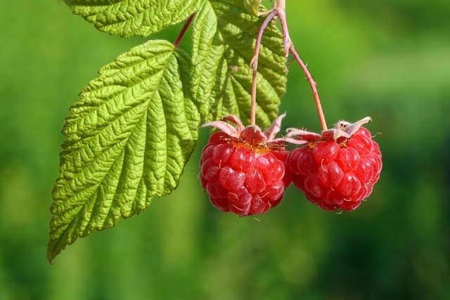 Raspberry tea to speed up labor: does it work?