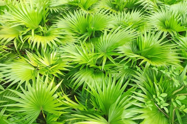 Saw palmetto: what it is for and how to use it