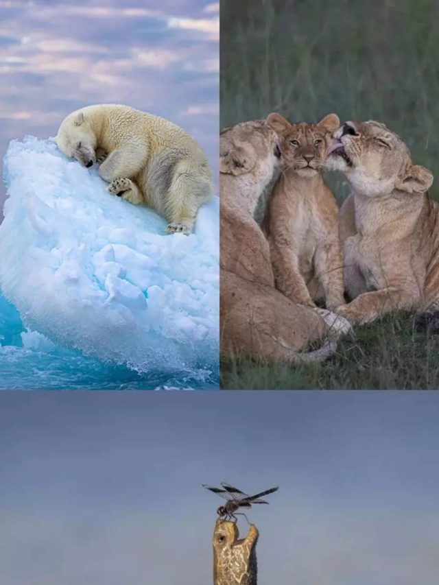 Sleeping Polar Bear: Entries From Wildlife Photographer Of The Year People's Choice Awards