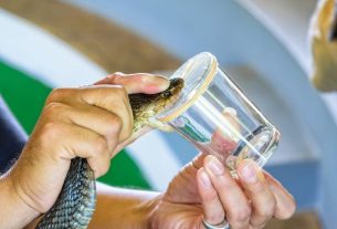 Snake bite: symptoms and what to do