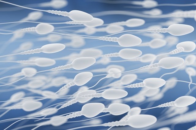 Spermatogenesis: what it is, stages and what affects the process