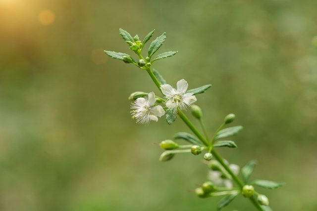 Sweet broom: what it is for and how to make tea