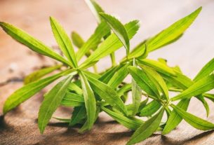 Tarragon: what it is for and how to use it