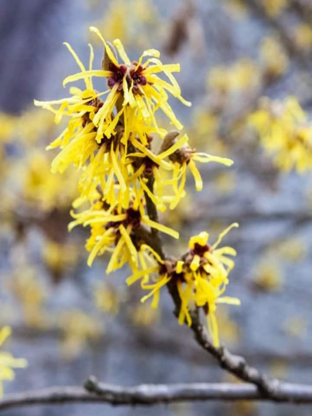 The Magic of Witch Hazel For Radiant Skin