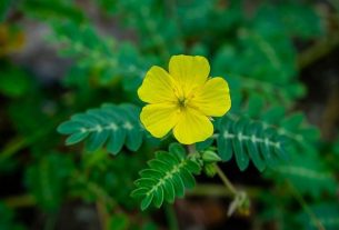 Tribulus terrestris: what it is, what it is for (and how to take it)