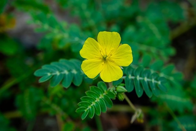 Tribulus terrestris: what it is, what it is for (and how to take it)