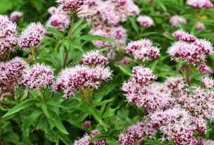 Valerian: what it is for, how to use it and side effects