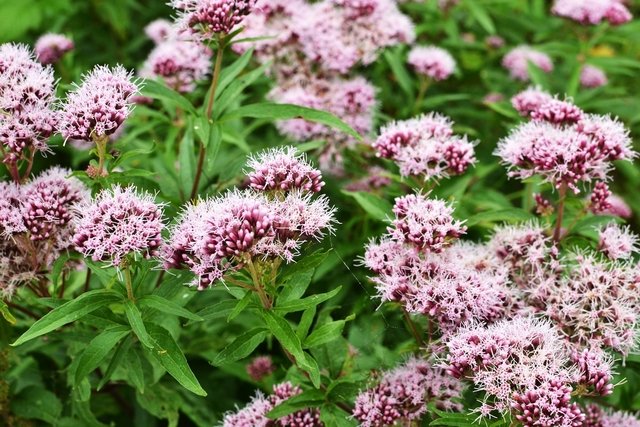 Valerian: what it is for, how to use it and side effects