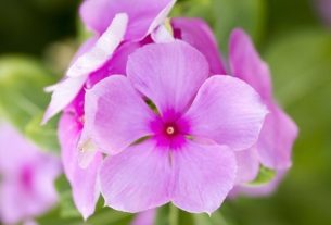 Vinca: what it is for, how to use it and side effects