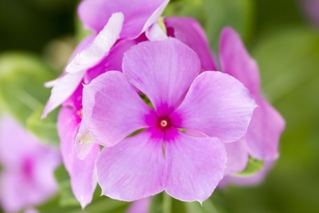 Vinca: what it is for, how to use it and side effects