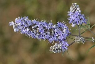 Vitex agnus-castus (agnocastus): what it is, what it is for and how to take it