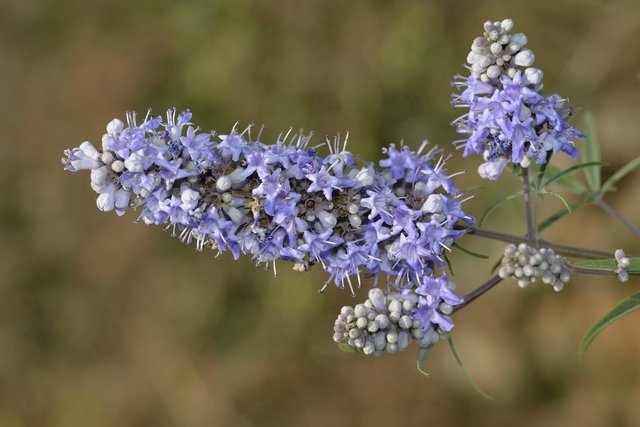 Vitex agnus-castus (agnocastus): what it is, what it is for and how to take it