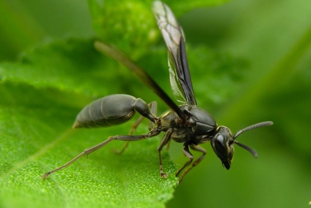 Wasp sting: what to do, how long it lasts and symptoms