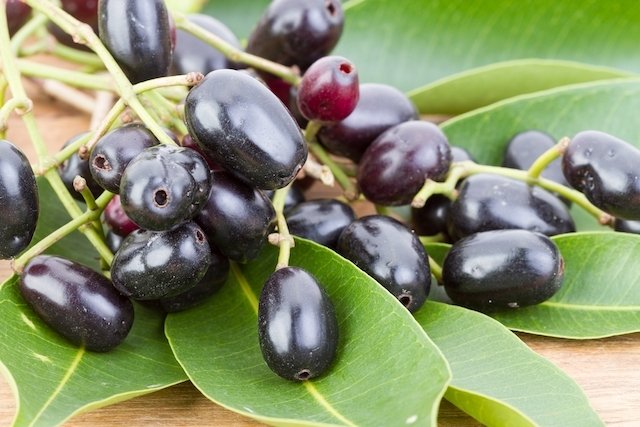 What are Jamelão fruit and leaves for?