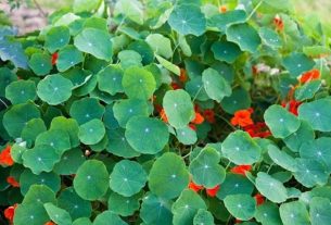 What is Nasturtium used for?