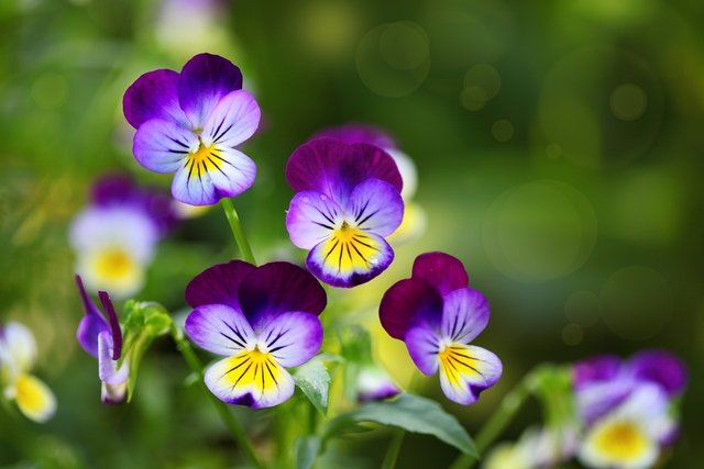 What is Pansy and what are the benefits of the plant