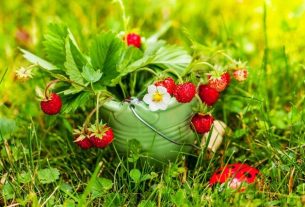 Wild strawberry - Your Health