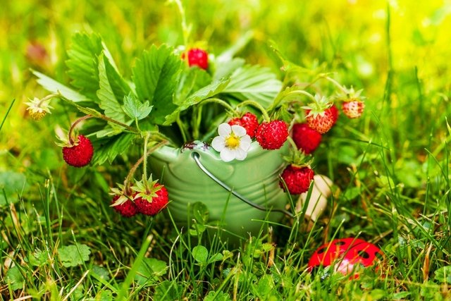 Wild strawberry - Your Health